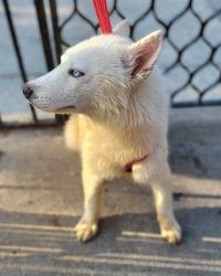 SHES ACTUALLY AN ALUSKY $1000 BROOKLYN NYC