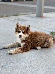Red husky Puppies for sale went from 3k to 1,500