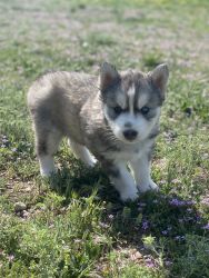 Siberian Husky Puppies (2 males &2 females available)