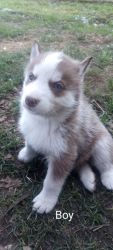 Husky/Malamute Puppies Need Homes