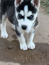 Siberian Husky Pups for sale!!!
