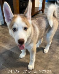 AKC pure Siberian husky puppies with papers