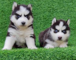 Husky pup available