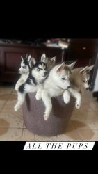 Siberian Husky Puppies for Sale - Adorable Two-Month-Olds, Up-to-Date