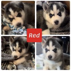 Husky puppies looking for forever homes