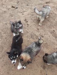 7 week old AKC woolly agouti Siberian Husky puppies ready for homes