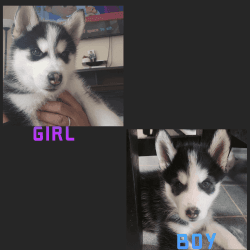 Girl and boy Siberian Husky