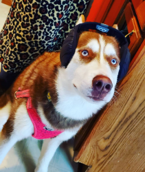 3yr. old red/white male siberian husky
