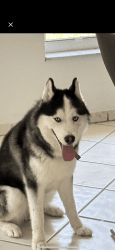 10 months old Siberian husky for rehoming.