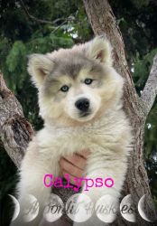 AKC Siberian Huskies