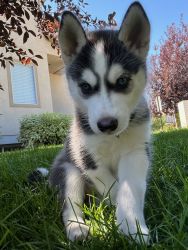 9-Week Old Siberian Husky Male w/ Kennel and Supplies