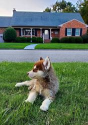 7 Siberian Husky Pups Looking for New Homes