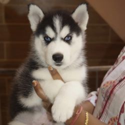 Siberian Husky puppies for sale in Indore