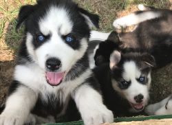 Husky Puppies! Available August 8