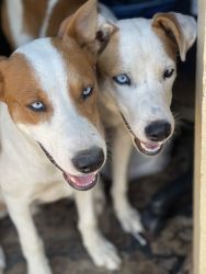 Beautiful Blue eyed 6 month old puppies