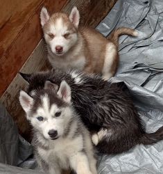 The cutest smartest lil husky puppies ever