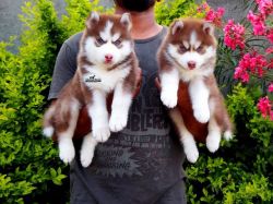 Superb Siberian Husky Puppies For Sale