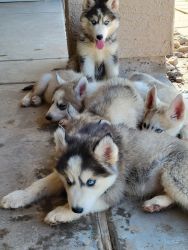6 husky puppies