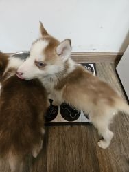 Male husky puppy for sale