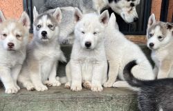 $300 Siberian Husky Puppies