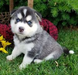 Siberian Husky puppy ready to go for rehomes