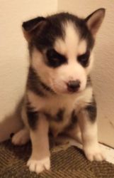 Blue Eyed Husky Puppies Ready 10/4/23 Whites, Black/Whites & Silvers