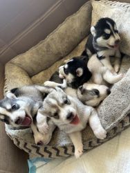 7 week old husky puppies