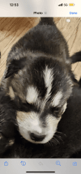 Husky/ German shepherd puppies for sale