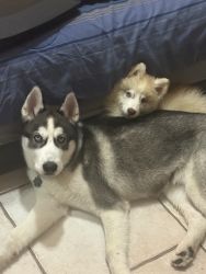 SIBERIAN HUSKY puppies waiting list ( KOBY ) Father ( LYLA ) Mother