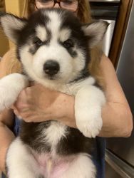 For the Love ❤️ of Huskies