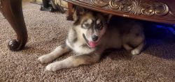 8 month Wooly Siberian Husky Male