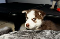 Huskie Puppies 6 weeks