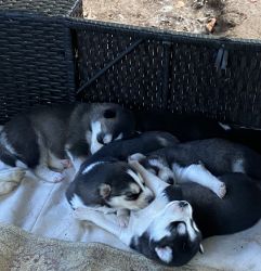Siberian Husky Puppies for Sale in Atlanta, GA