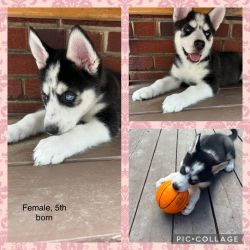 7 Husky Puppies for sell