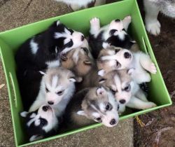 Males and females AKC Siberian Husky Puppies For Sale .