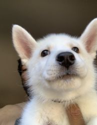 Husky Puppies 9 weeks