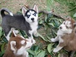 Males and females AKC Siberian Husky Puppies For Sale .