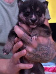 Shiba Husky Puppies for Sale