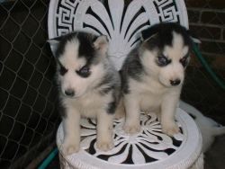 AKC Siberian Husky Puppies