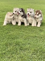 Siberian Husky puppies available for sale in Hyderabad