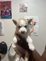 Siberian Husky puppies ready for homes