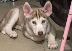 Siberian huskies for affordable price