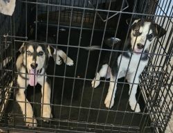Puppies needs a home