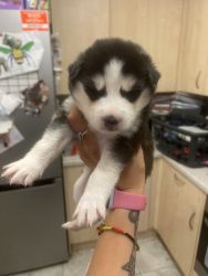 Akc Blue Eyes Siberian Husky Puppies For Christmas