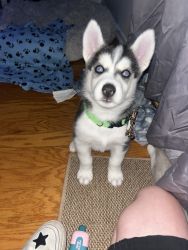 Husky puppy's for sale