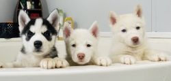 Siberian Husky Puppies -2 Remaining!