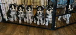 Beautiful Siberian Husky Puppies for sale