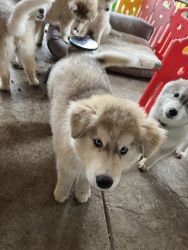 Husky puppies fully vaccinated for $400