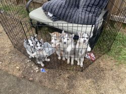 Huskies puppies for sale