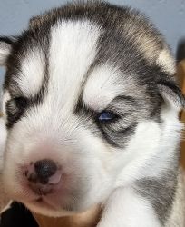 Thanksgiving gifts new puppy Siberian Husky 5 boy triggers